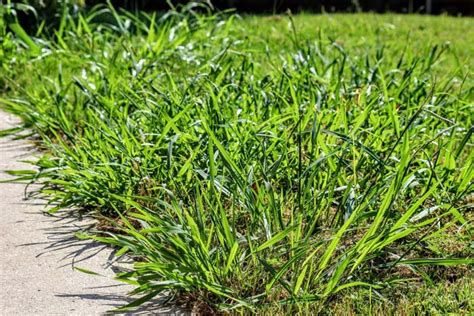 Top 3 questions about crabgrass in your lawn | GreenAce Lawn Care, Inc