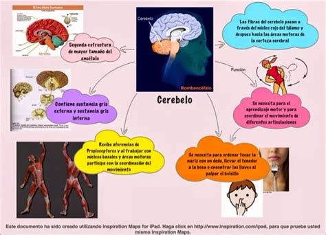 Fisiología Medica Mapa Mental Cerebelo Acf