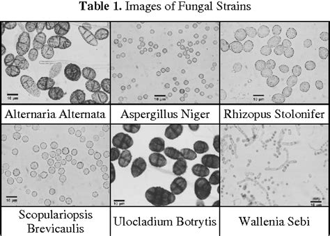 Fungal Spores