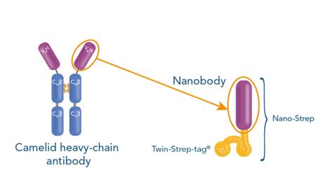 Strep Tag Technology For Cell Isolation