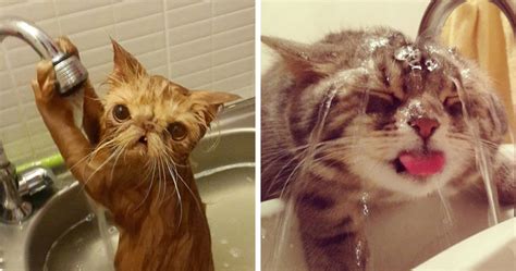 14 Crazy Cats That Actually Love Water Bored Panda