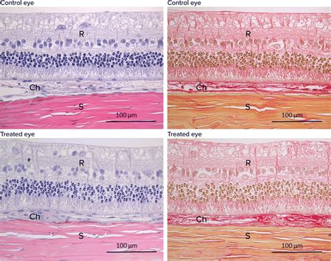 Representative Photomicrographs Showing Histological Sections Of The