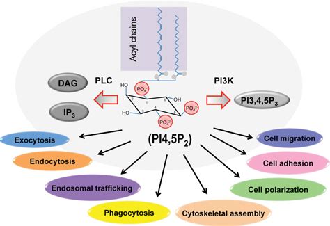 Phosphatidylinositol