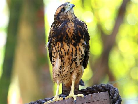 Gavião asa de telha Parabuteo unicinctus Aves de Rapina Brasil