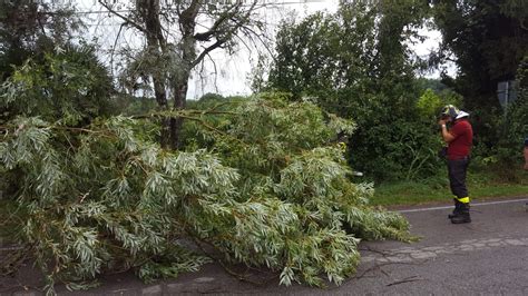 Maltempo Interventi Per Piante Cadute A Lentate Prima Monza