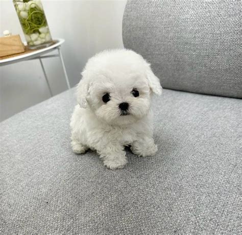 Bichon Maltez Mini Toy Rasa Pura Bucuresti Sectorul Olx Ro