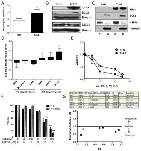 Trib2 Overexpression Increases Bcl2 Expression And Sensitises To Bcl2 Download Scientific