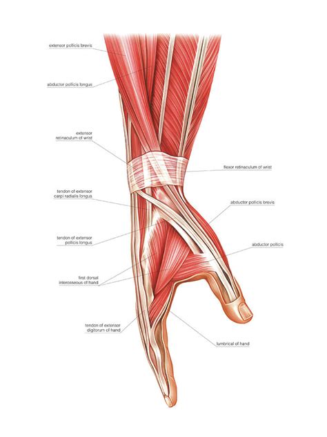 Forearm And Hand Muscles Photograph By Asklepios Medical Atlas Pixels