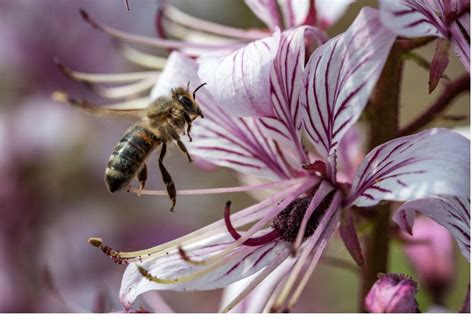 Bienenfreundliche Stauden F R Ihren Garten Staudenmix De