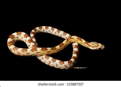 Gold Dust Corn Snake Elaphe Guttata Stock Photo 125887337 | Shutterstock