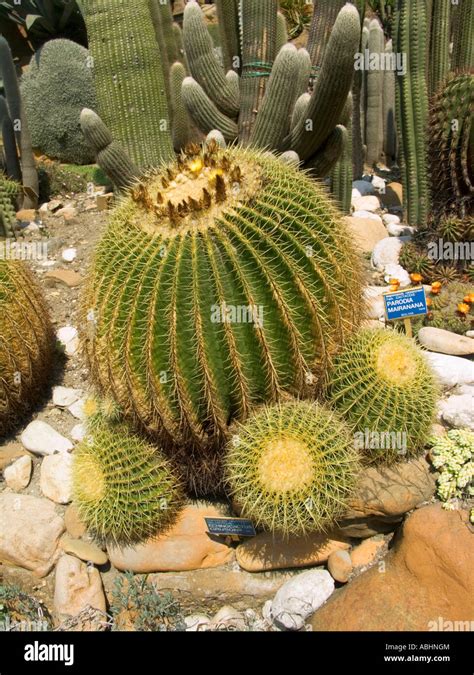 Golden Barrel Cactus Golden Ball Echinocactus Grusonii Stock Photo