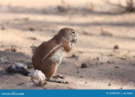 Close Up Of A Red Squirrel Walking On A Rope Sciurus Vulgaris Shallow