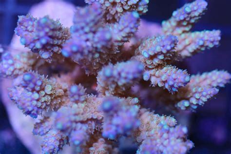 Acropora Horrida Frag Frag Box Corals