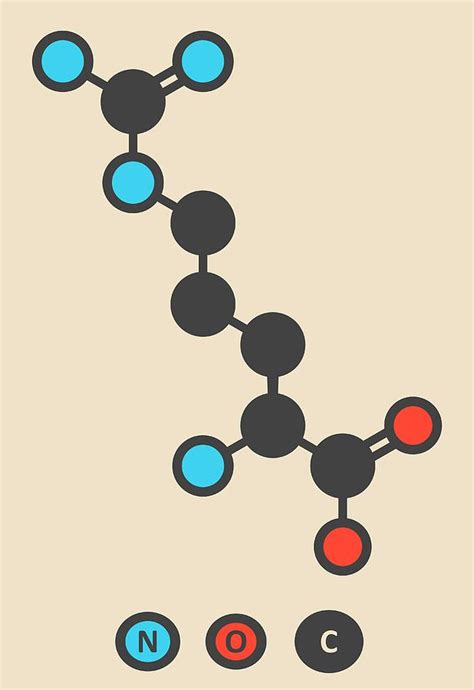 Arginine Amino Acid Molecule By Science Photo Library