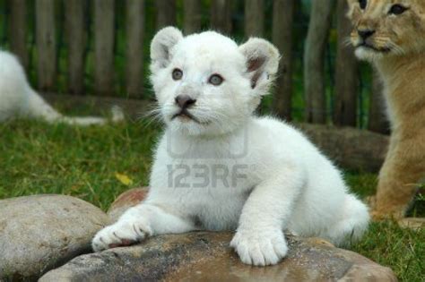 About Wild Animals lion: White Lion Cubs