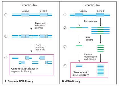 Genomic Library