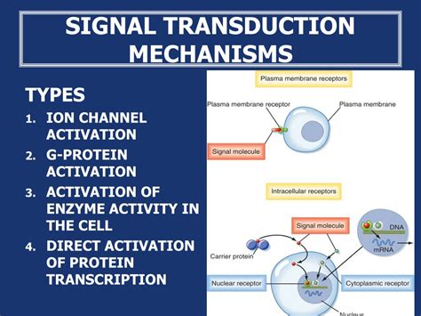 Ppt Cell Communication Signal Transduction Powerpoint Presentation