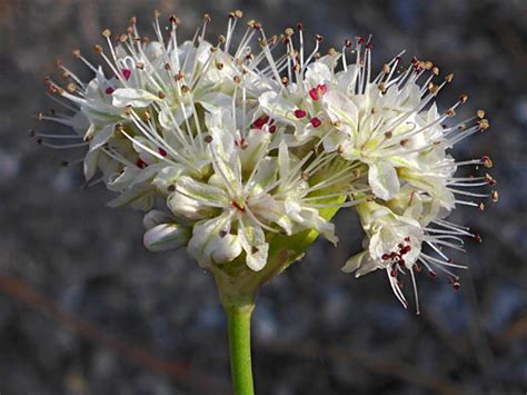 Naked Wild Buckwheat Eriogonum Nudum