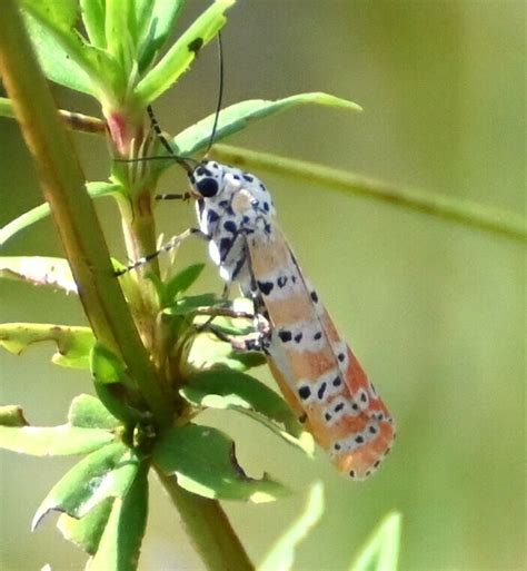 Ornate Bella Moth From Monroe County FL USA On October 24 2023 At 11