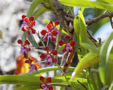 Orchids, Komodo Island, Komodo National Park, East Nusa Tenggara ...