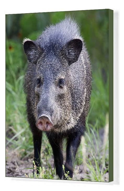 Print Of Collared Peccary Pecari Tajacu Laredo Borderlands Texas