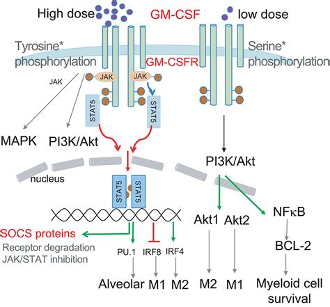 Frontiers The Pleiotropic Effects Of The Gm Csf Rheostat On Myeloid