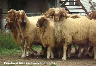 Awassi sheep - Alchetron, The Free Social Encyclopedia