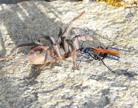 Tarantula Hawk | ROLLING HARBOUR ABACO