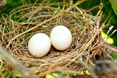 Zebra Dove Eggs Photograph by Kimberly Reeves - Fine Art America