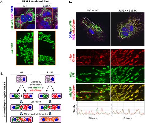 DENV Protease Governs Mitochondrial Morphology A Confocal Microscopy