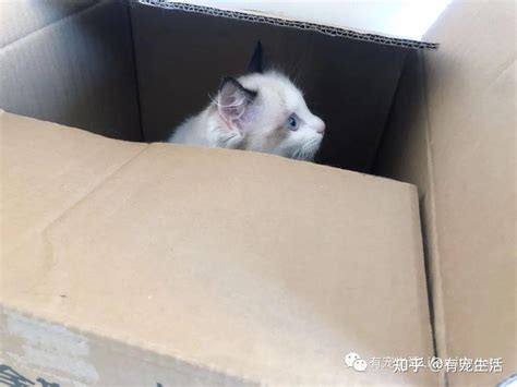 猫咪为什么会对纸箱着迷？ 知乎