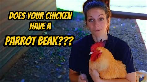 Saving Your Chicken Essential Overgrown Beak Trimming Youtube