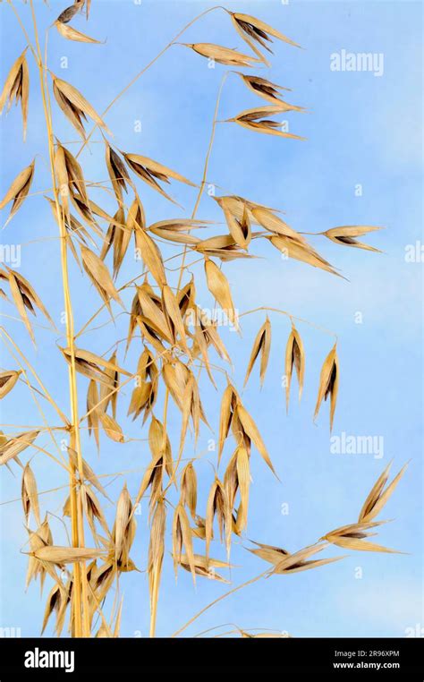 Red Oat Grass Hi Res Stock Photography And Images Alamy