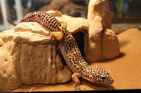 Leopard Gecko Leopar Geko Özellikleri Ve Bakımı Evcil Hayvan Market