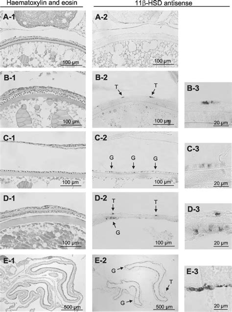 Representative In Situ Hybridization Analysis Showing Seasonal Changes