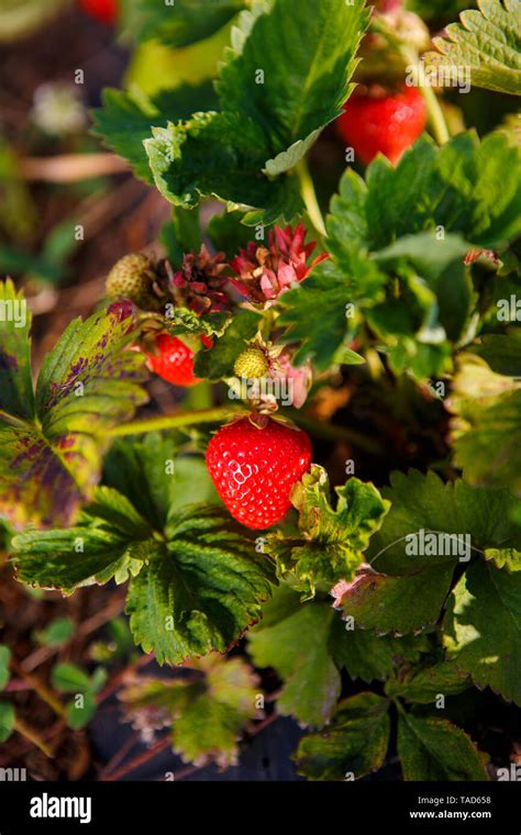 Red Berry A Strawberry Ripened On A Bush In The Field Agriculture To