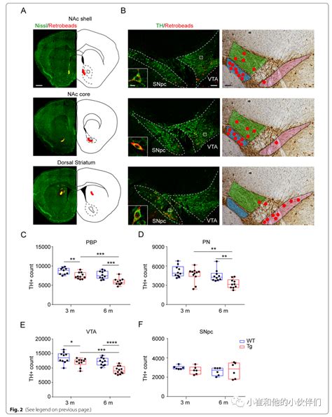 Mol Neurodegener调控AD早期VTA多巴胺神经元存活的新机制 细胞质 新浪新闻