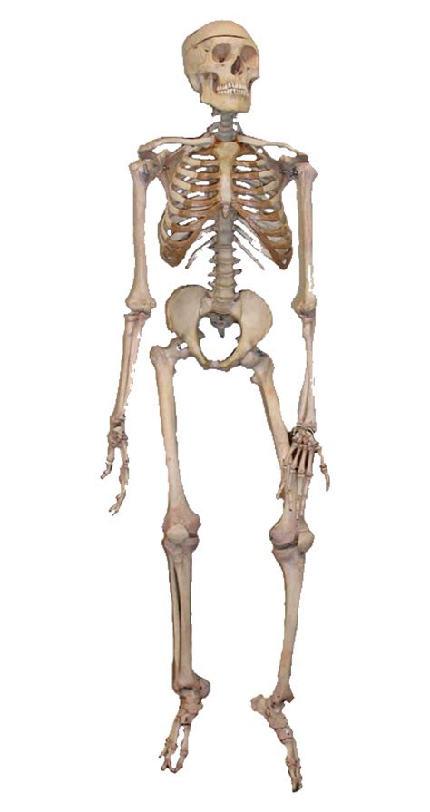 Skeleton Png Clip Art Library