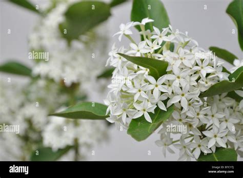 Bushman S Poison Acokanthera Oppositifolia Stock Photo Alamy