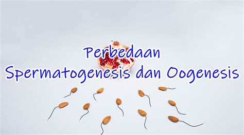 Perbedaan Spermatogenesis Dan Oogenesis Pada Sistem Reproduksi Manusia