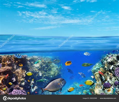 Underwater Marine Life Of The Red Sea And Blue Sky Colorful Cor