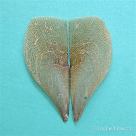 I Found A Half Naked Shell I Love Shelling