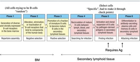 CHAPTER 6 - The Development of B Lymphocytes Flashcards | Quizlet