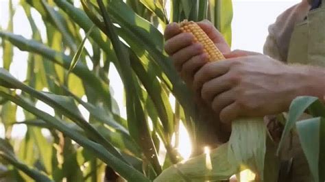 Syngenta NK Seeds TV Spot We Re Back ISpot Tv