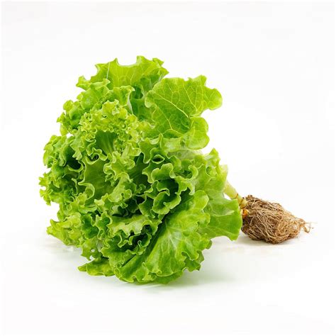 Lechuga hidropónica – Serfrut