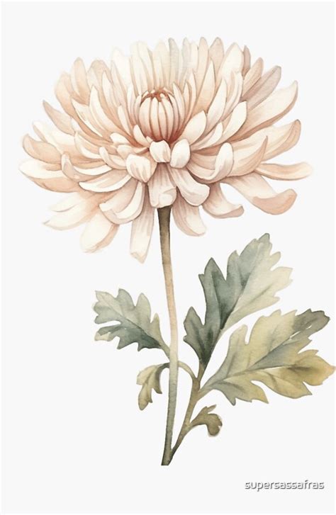 Watercolor Chrysanthemum Flower Sticker For Sale By Supersassafras