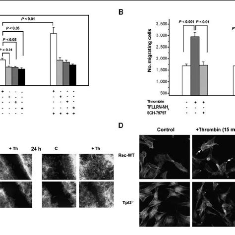 Tpl2 Is Required For The Transduction Of Par1 Signals That Promote Cell