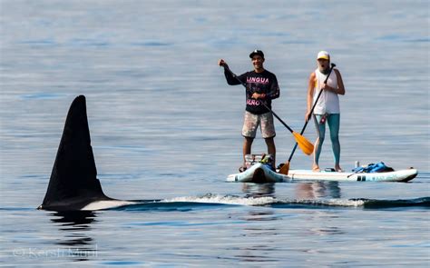 Orcas Do A Swim By Off The Shores Of West Seattle Westside Seattle