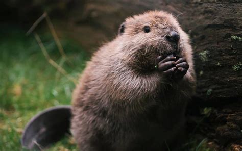 12 more adorable baby beavers that will make your week - Cottage Life