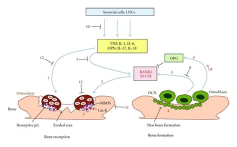 Osteoblasts And Osteoclasts Diagram